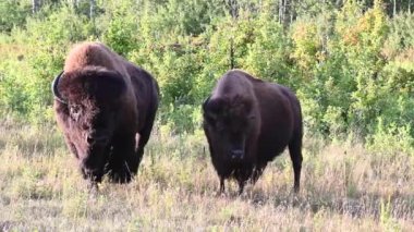 Bizon Kanada 'nın vahşi doğasında