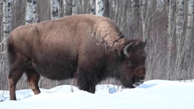 Bizon Kanada 'nın vahşi doğasında