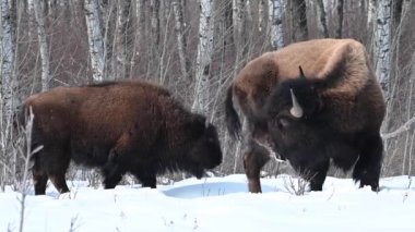 Bizon Kanada 'nın vahşi doğasında