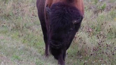 Bizon Kanada 'nın vahşi doğasında