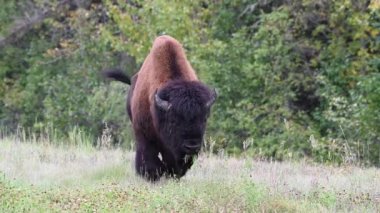 Bizon Kanada 'nın vahşi doğasında