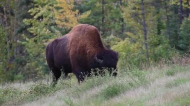 Bizon Kanada 'nın vahşi doğasında