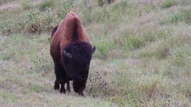 Bizon Kanada 'nın vahşi doğasında