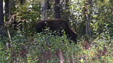 Bizon Kanada 'nın vahşi doğasında