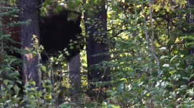 Bizon Kanada 'nın vahşi doğasında