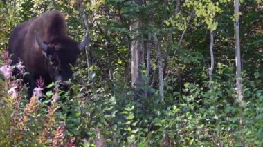 Bizon Kanada 'nın vahşi doğasında