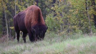 Bizon Kanada 'nın vahşi doğasında