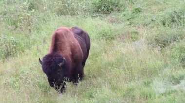 Bizon Kanada 'nın vahşi doğasında