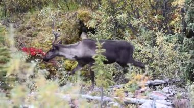 Kanada 'nın vahşi doğasında dağ ren geyiği