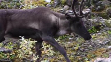 Kanada 'nın vahşi doğasında dağ ren geyiği