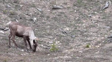 Kanada 'nın vahşi doğasında dağ ren geyiği