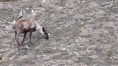 Kanada 'nın vahşi doğasında dağ ren geyiği