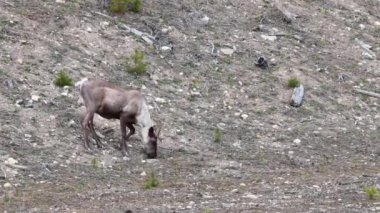 Kanada 'nın vahşi doğasında dağ ren geyiği