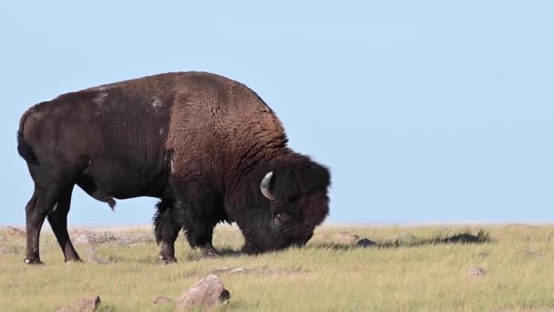 Bisonte Desierto Canadiense — Vídeos de Stock