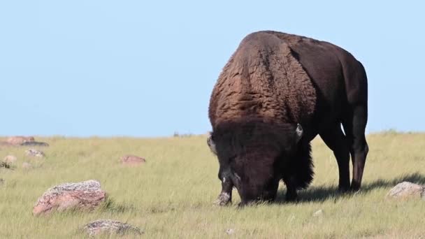 Bizon Kanada Nın Vahşi Doğasında — Stok video