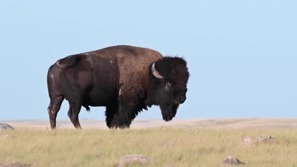 Bisonte Desierto Canadiense — Vídeos de Stock