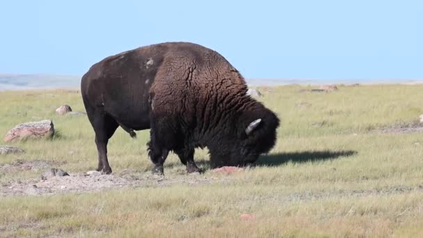 Bison Canadian Wilderness — Stock Video