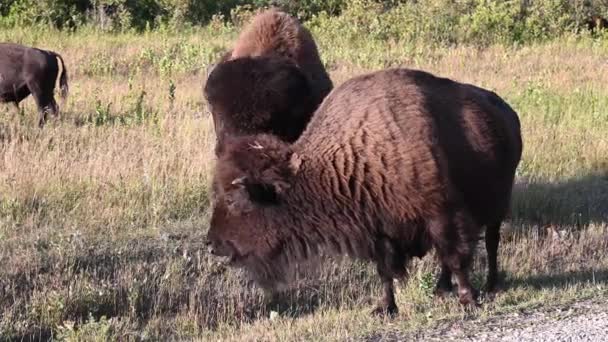 カナダの荒野でのバイソン — ストック動画