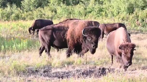 Bison Dans Nature Sauvage Canadienne — Video