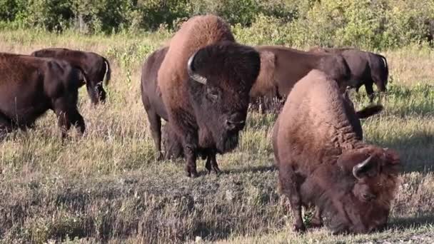 Bison Nella Natura Selvaggia Canadese — Video Stock