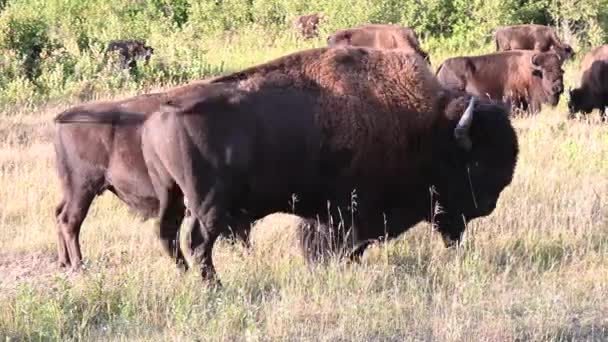 Bisons Der Kanadischen Wildnis — Stockvideo