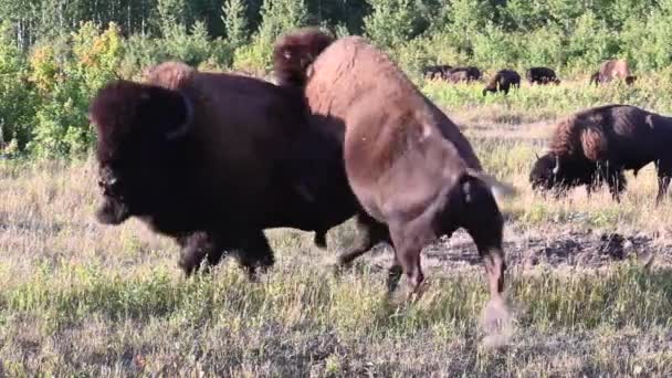 Bison Nella Natura Selvaggia Canadese — Video Stock