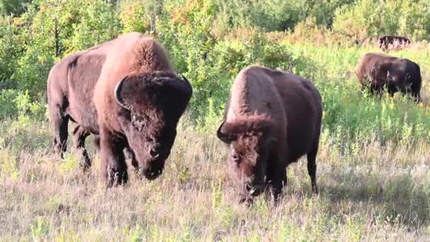 Bisonte Desierto Canadiense — Vídeo de stock