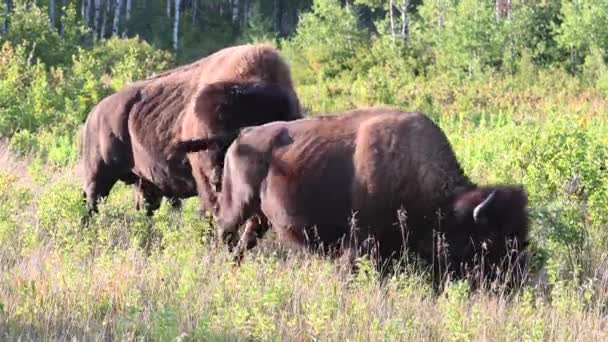 Bisonte Desierto Canadiense — Vídeo de stock