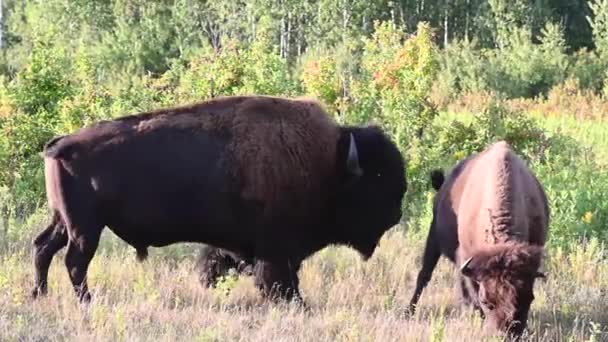 Bison Padang Gurun Kanada — Stok Video