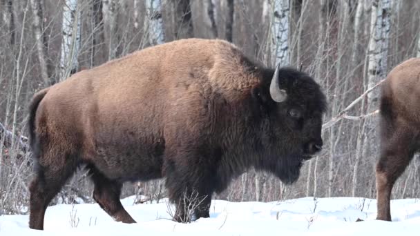 Bison Canadian Wilderness — Stock Video