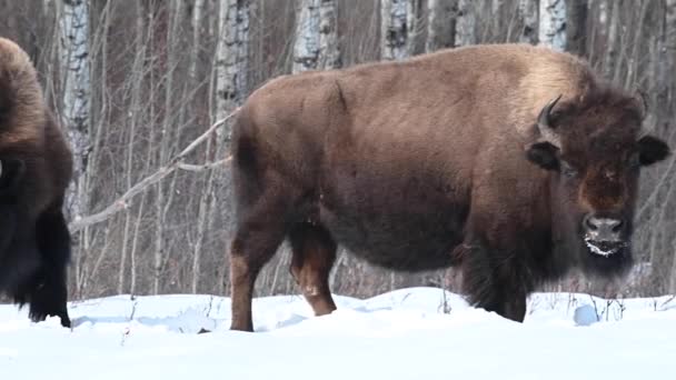 Bison Canadian Wilderness — Stock Video