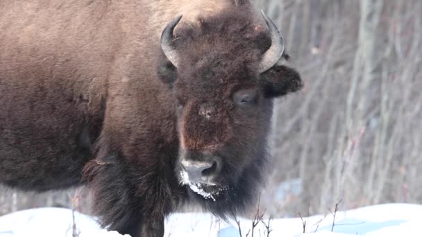 Bisonte Desierto Canadiense — Vídeo de stock