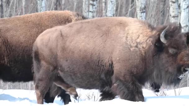 Bison Canadian Wilderness — Stock Video