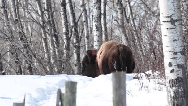 加拿大荒野中的野牛 — 图库视频影像