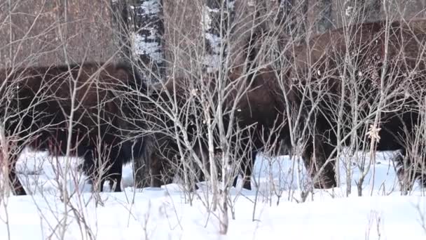 Bizon Kanadyjskiej Dziczy — Wideo stockowe