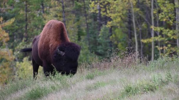 Bisons Der Kanadischen Wildnis — Stockvideo