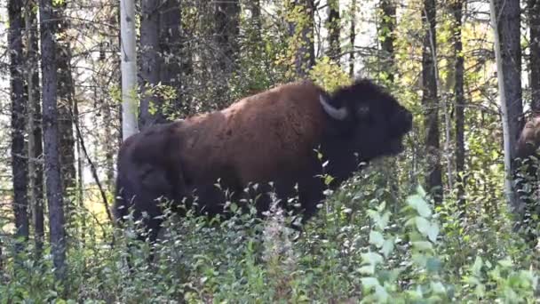 Bison Canadian Wilderness — Stock Video