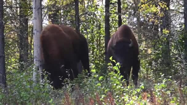 Bison Den Canadiske Ørken – Stock-video