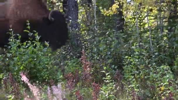 Bisão Deserto Canadense — Vídeo de Stock