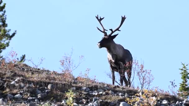 Kariboe Canadese Wildernis — Stockvideo