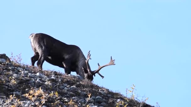 Mountain Caribou Canadian Wilderness — Stock Video