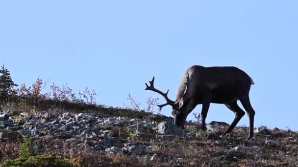 Βουνό Καριμπού Στην Καναδική Άγρια Φύση — Αρχείο Βίντεο