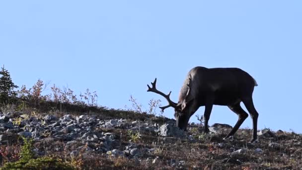 Caribou Montanha Deserto Canadense — Vídeo de Stock