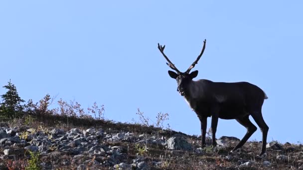 Caribou Montanha Deserto Canadense — Vídeo de Stock