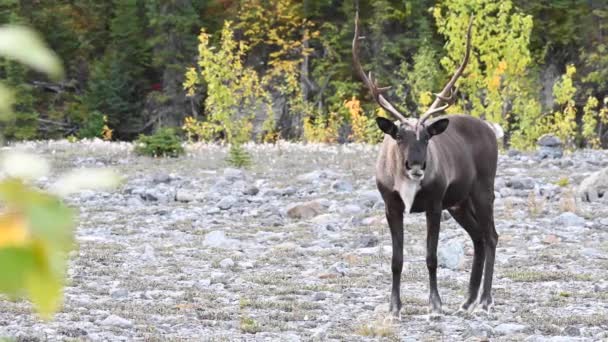 Karibus Der Kanadischen Wildnis — Stockvideo