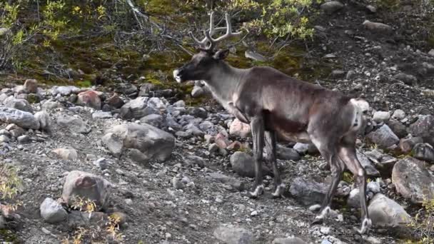 Kanada Nın Vahşi Doğasında Dağ Ren Geyiği — Stok video