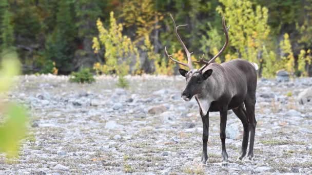 Caribù Montagna Nel Deserto Canadese — Video Stock