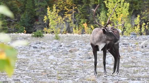 Karibus Der Kanadischen Wildnis — Stockvideo