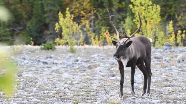 Caribù Montagna Nel Deserto Canadese — Video Stock