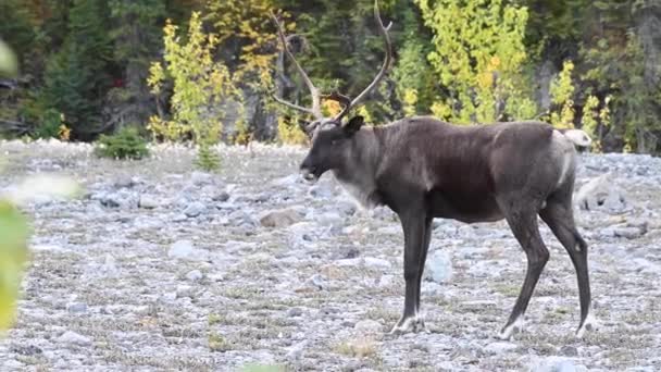 Caribou Montagne Dans Nature Sauvage Canadienne — Video